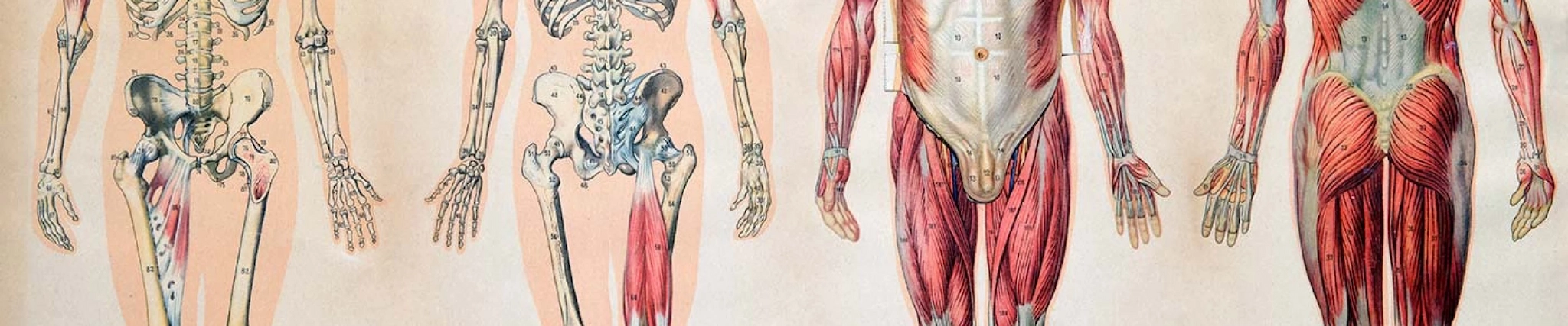 Your guide to know everything you need about studying Anatomy