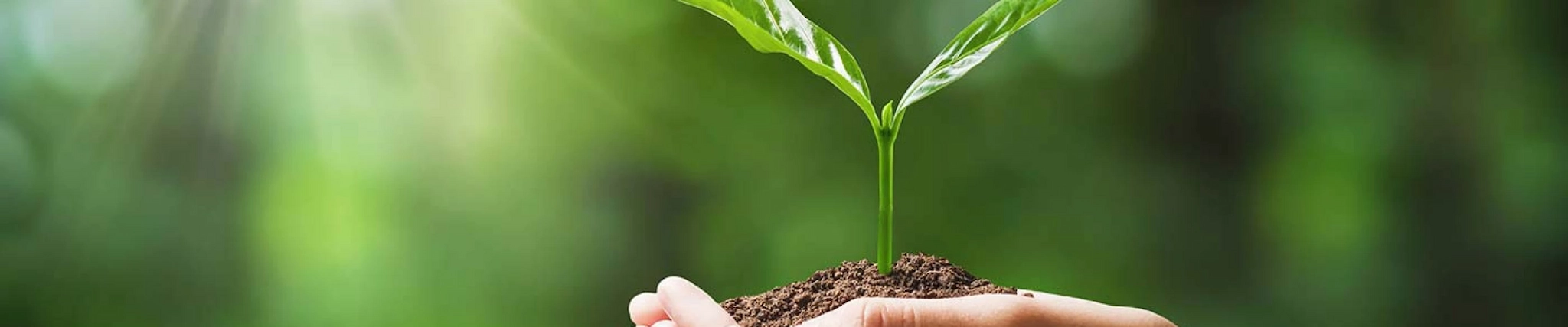 Your guide to know everything you need about studying Ecology