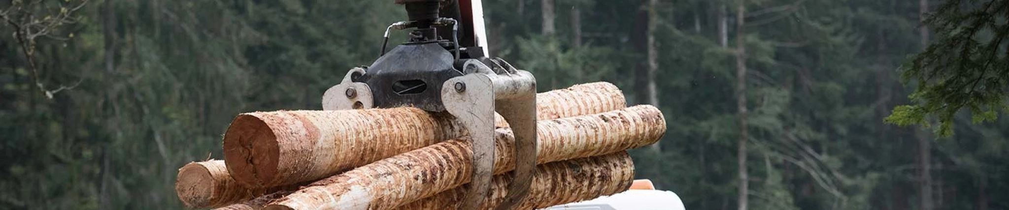 Your guide to know everything you need about studying Forestry