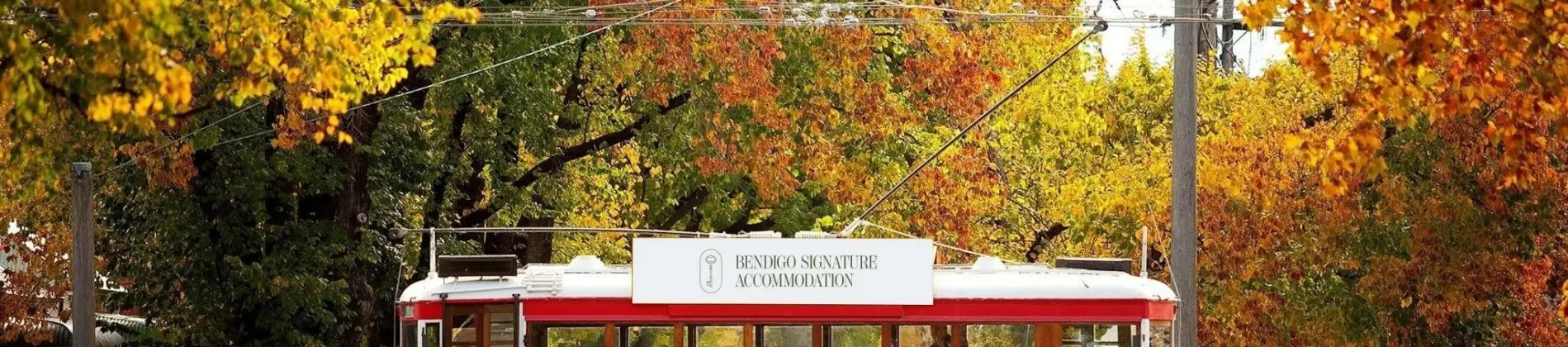 الدراسة في بنديجو