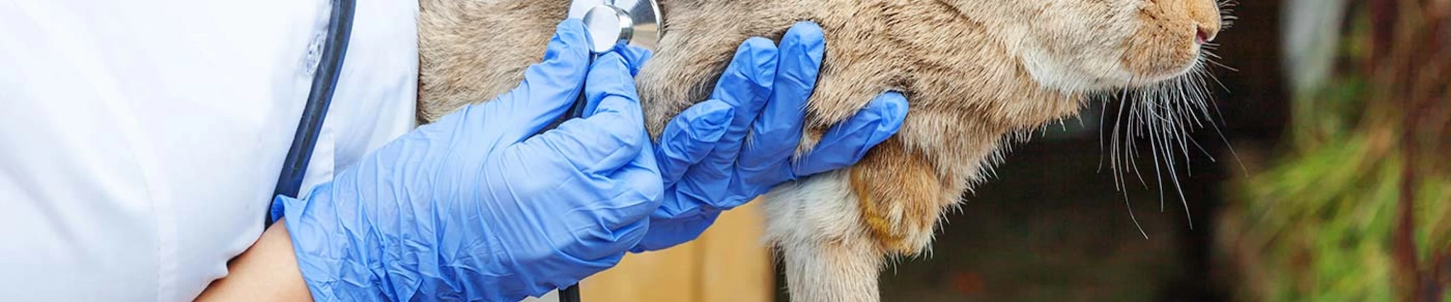 Your guide to know everything you need about studying Animal Science Your guide to know everything you need about studying Animal Science