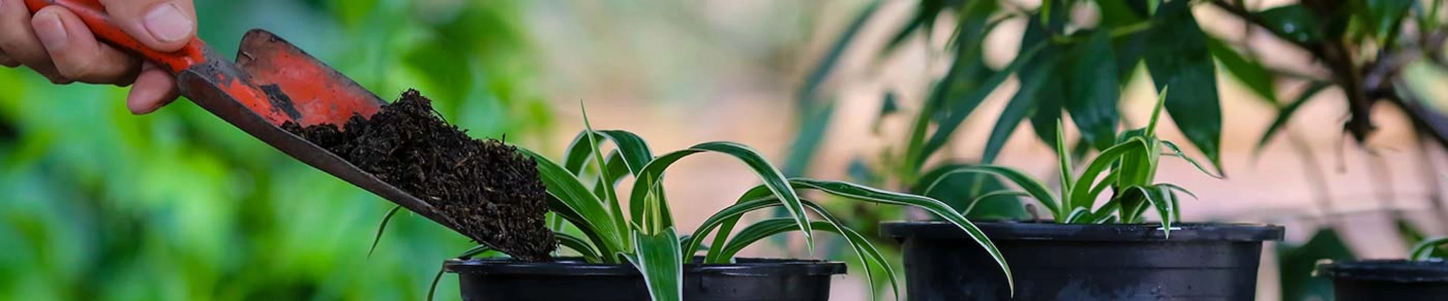 Your guide to know everything you need about studying Botany Your guide to know everything you need about studying Botany